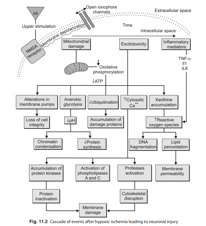 Pediatric Education Network